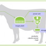 cow-biogas-plant